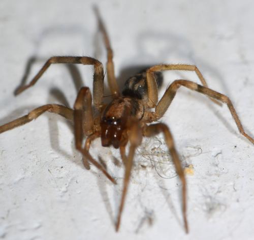 Liocranum rupicola